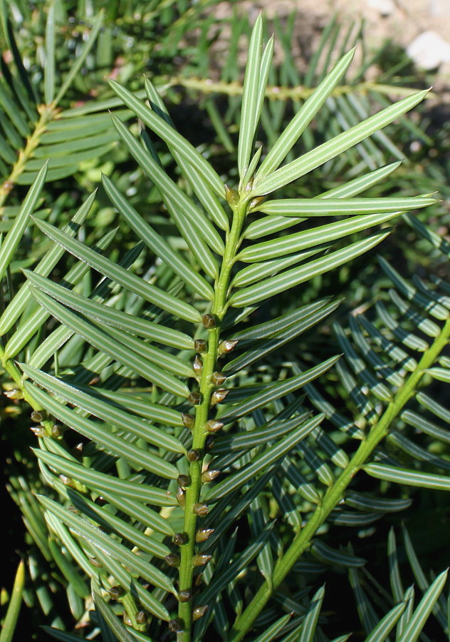 Изображение особи Torreya grandis.