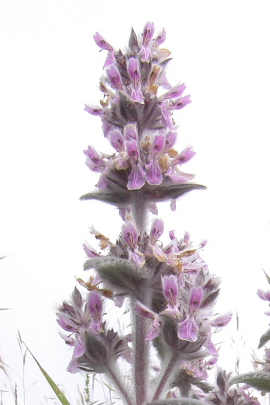 Image of Stachys germanica specimen.