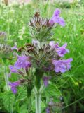 Clinopodium vulgare