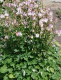 Aquilegia vulgaris. Цветущие растения. Восточный Казахстан, Уланский р-н, с. Украинка, дачный участок, в культуре. 03.06.2013.