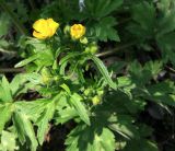 genus Ranunculus. Цветущее растение. Краснодарский край, г. Новороссийск, хр. Атакай, поляна в лиственном лесу. 12.04.2014.