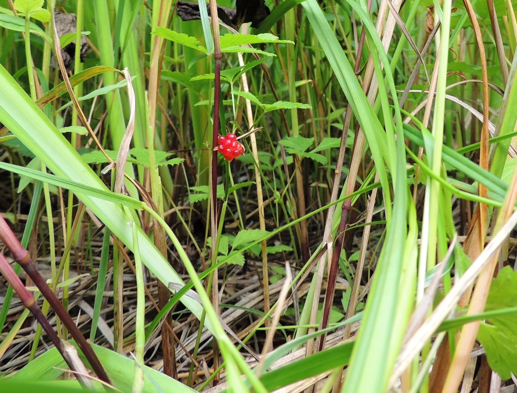 Image of Rubus arcticus specimen.