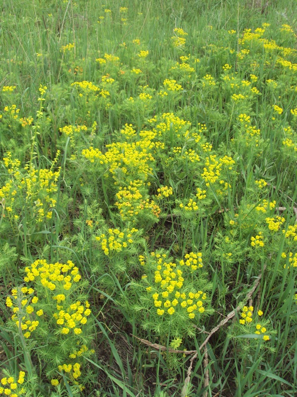 Изображение особи Euphorbia cyparissias.