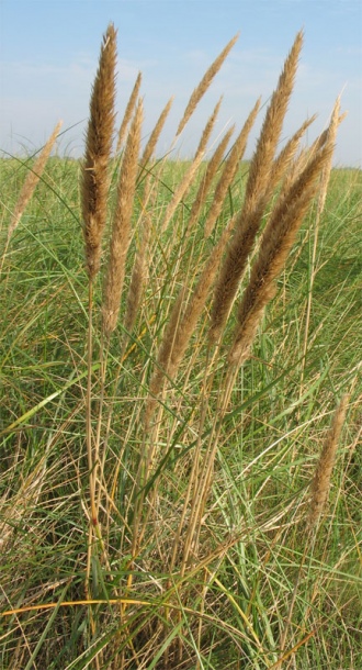 Изображение особи Ammophila arenaria.