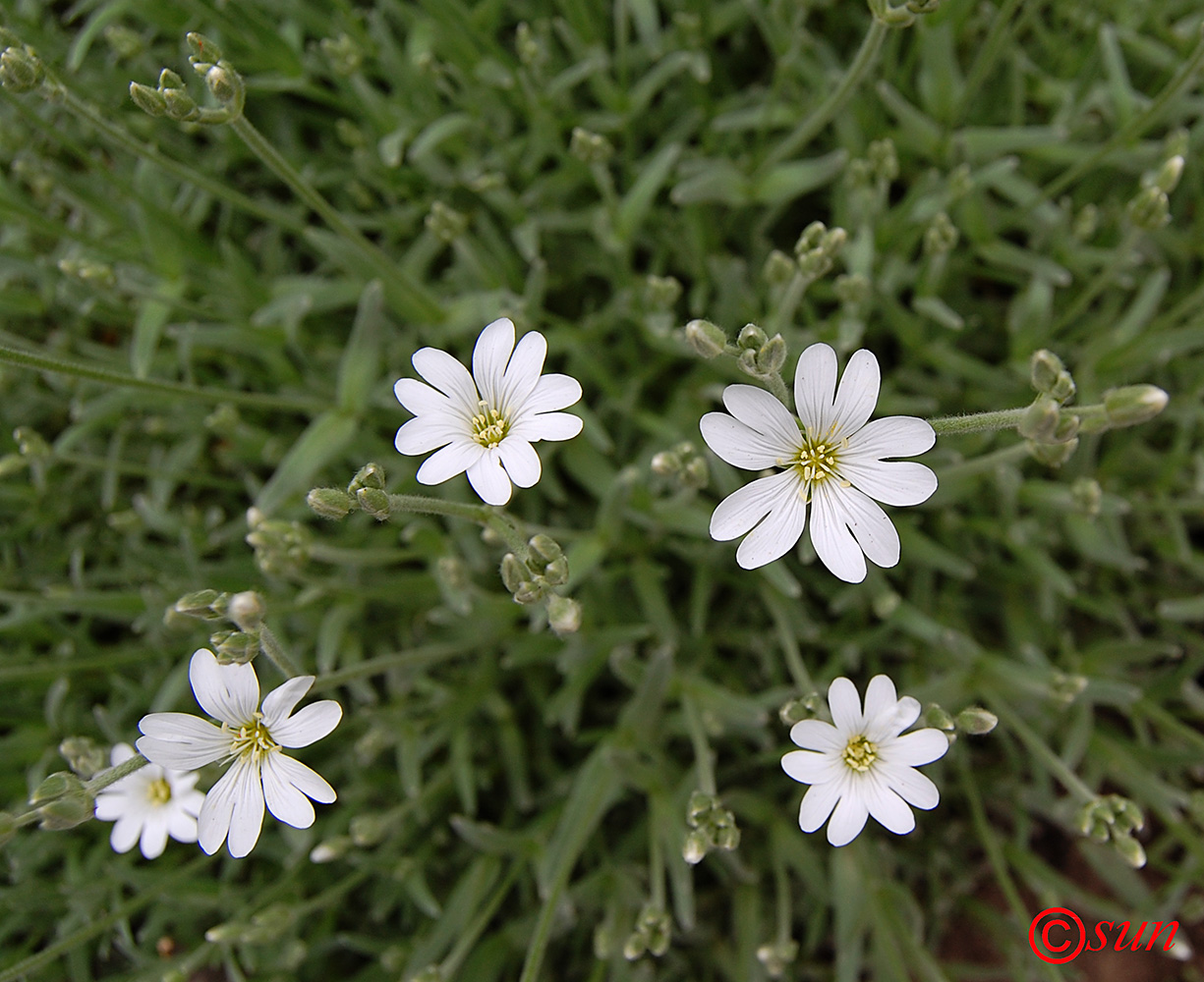 Image of Cerastium argenteum specimen.