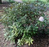 Rhododendron yakushimanum