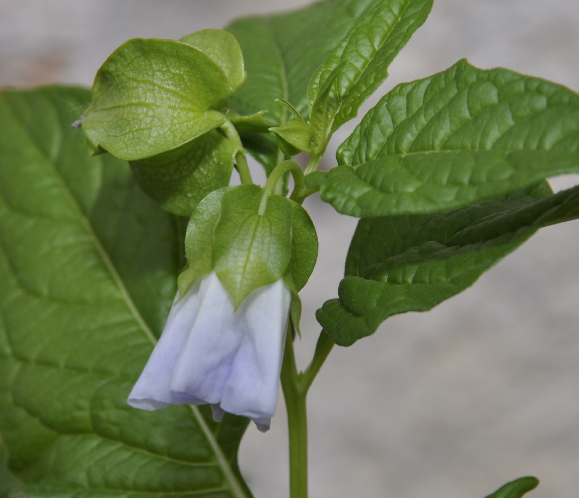 Image of Nicandra physalodes specimen.