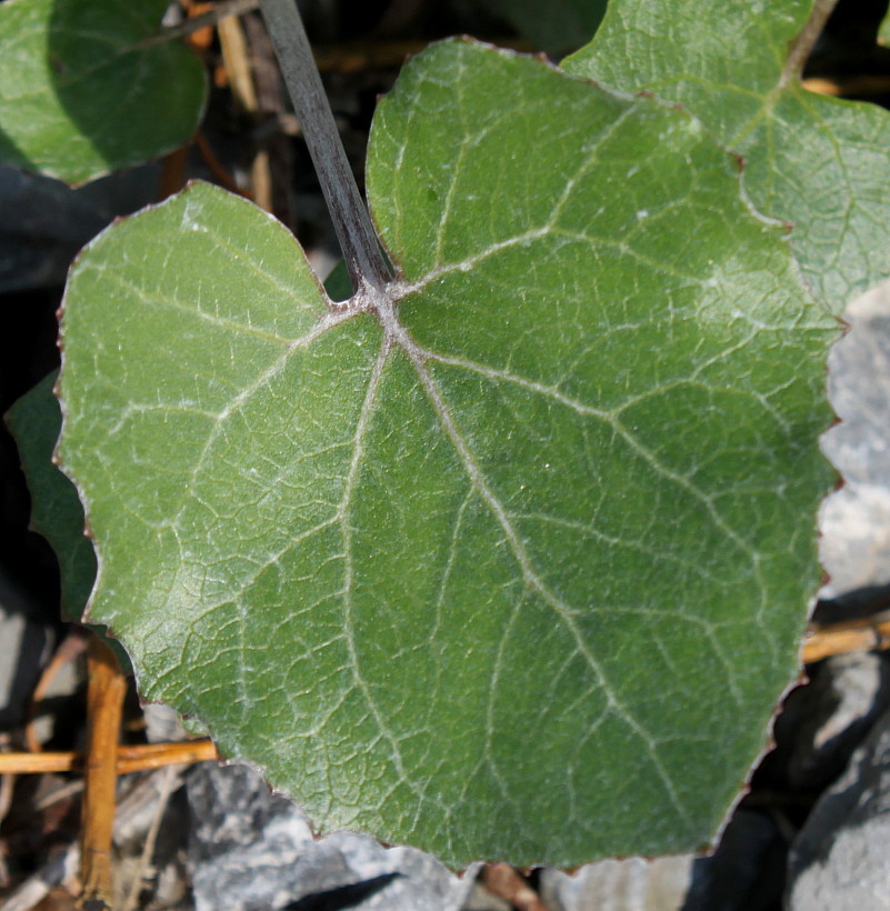 Изображение особи Petasites paradoxus.