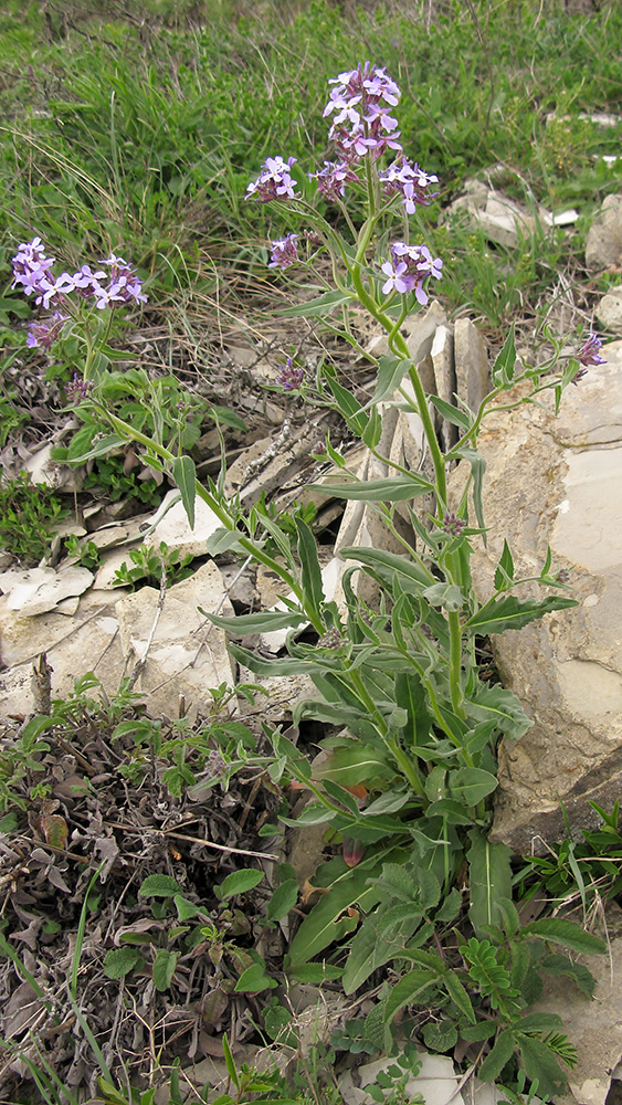 Image of Hesperis pseudocinerea specimen.