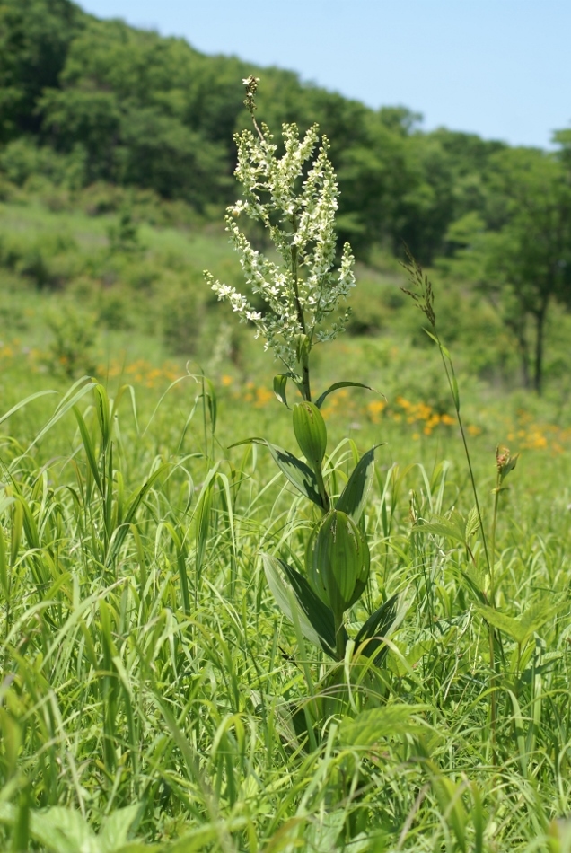 Изображение особи Veratrum dahuricum.