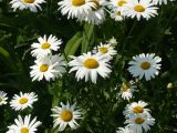 Leucanthemum vulgare