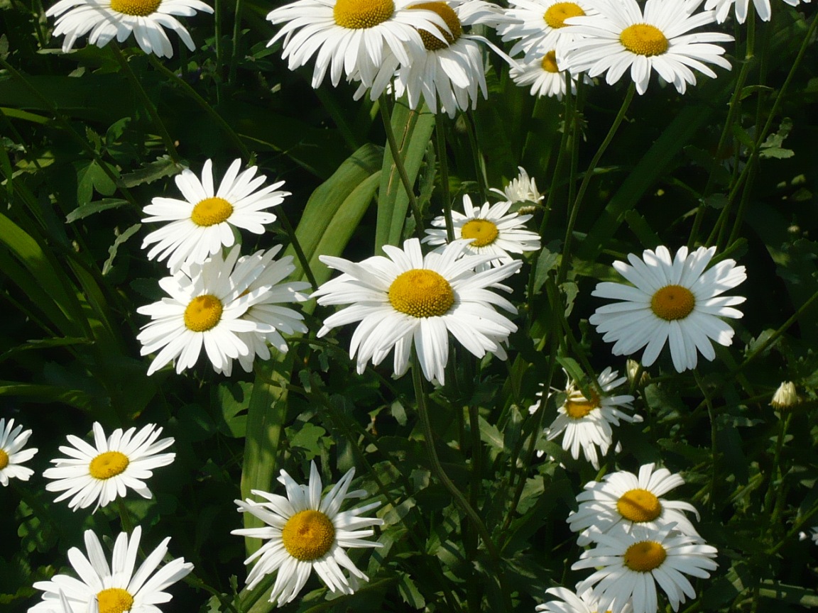 Image of Leucanthemum vulgare specimen.