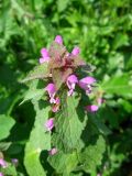 Lamium purpureum