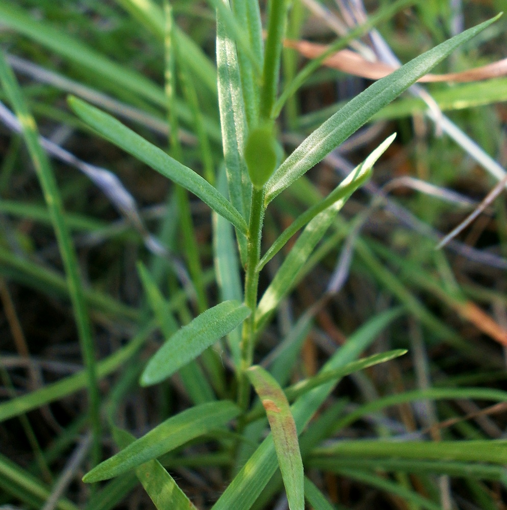 Image of Polygala major specimen.