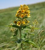 Lysimachia vulgaris