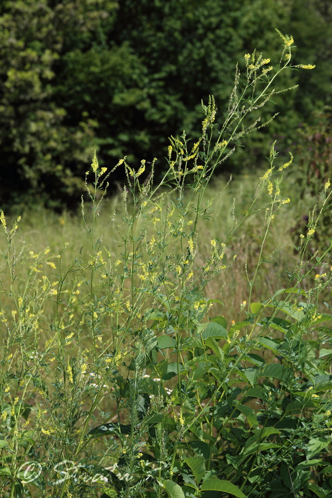 Изображение особи Melilotus officinalis.