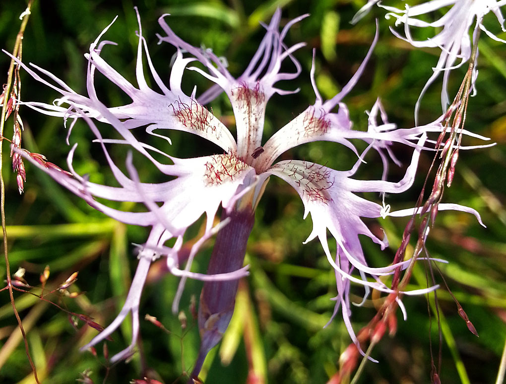 Изображение особи Dianthus superbus.