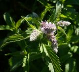 Mentha spicata