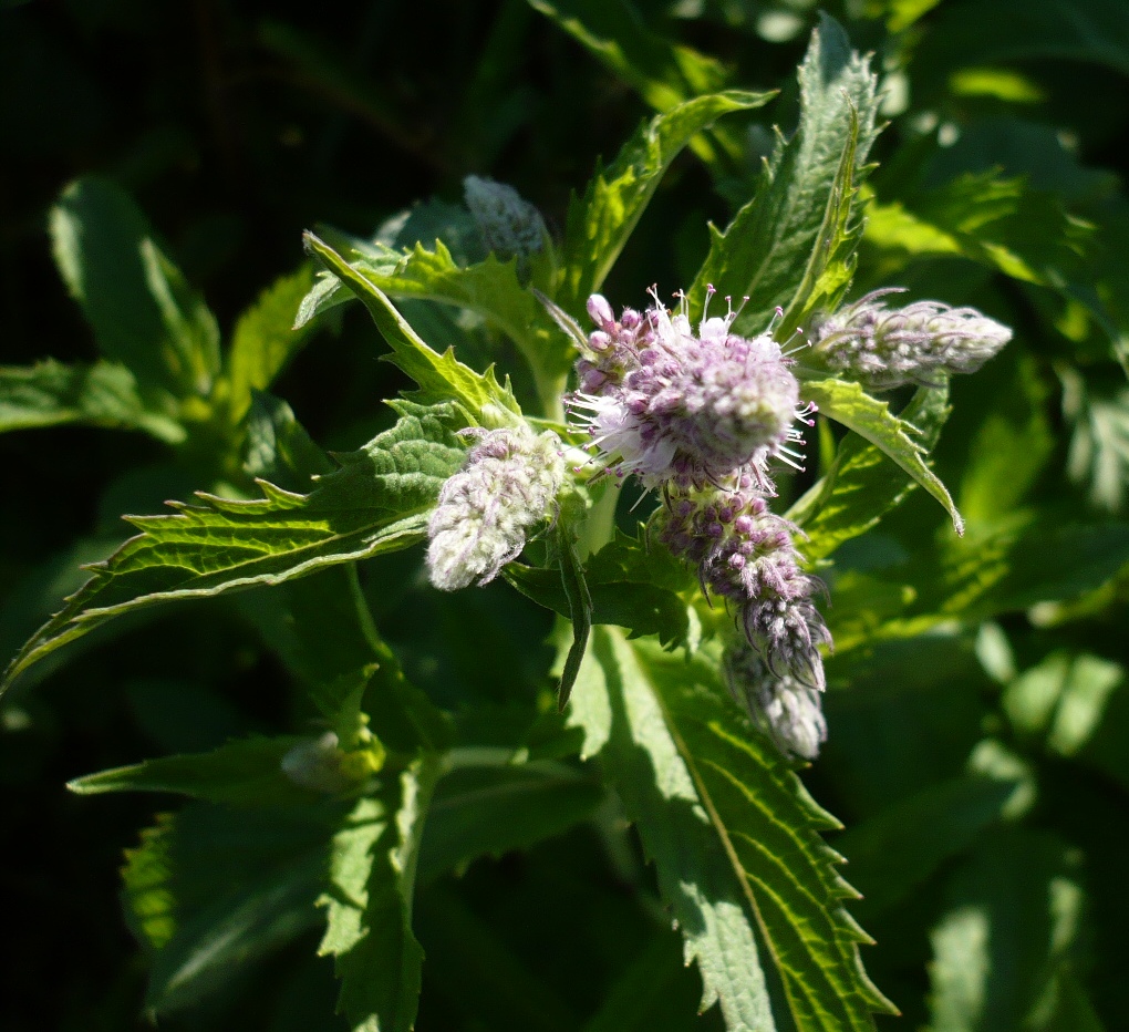 Image of Mentha spicata specimen.