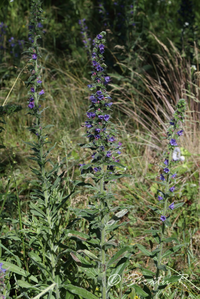 Изображение особи Echium vulgare.