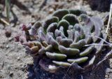 Rosularia platyphylla