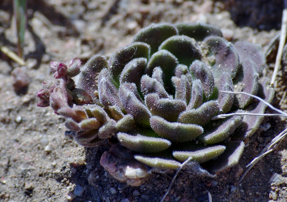 Изображение особи Rosularia platyphylla.