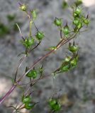 Penstemon spectabilis. Соплодие. Германия, г. Дюссельдорф, Ботанический сад университета. 03.07.2014.