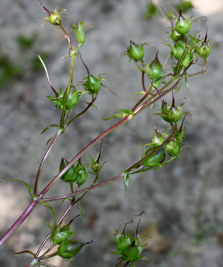 Image of Penstemon spectabilis specimen.