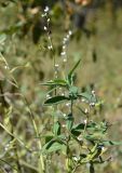 Lithospermum officinale