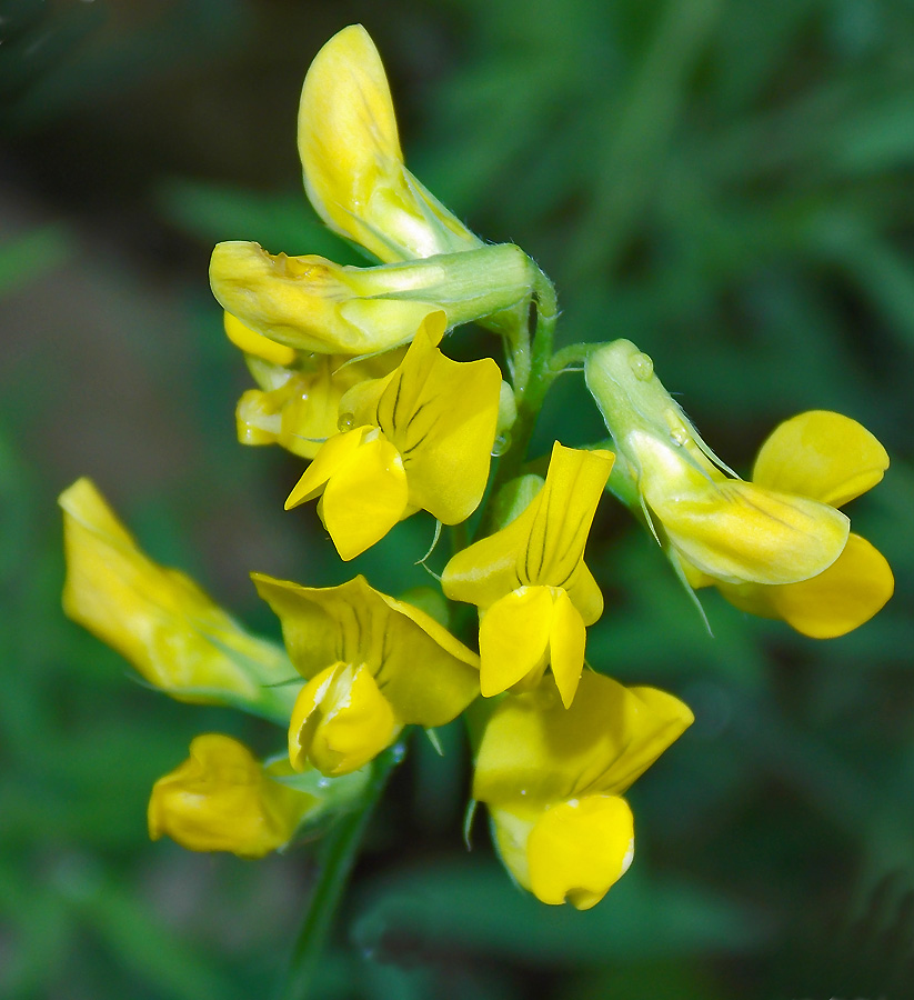 Изображение особи Lathyrus pratensis.