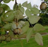 genus Staphylea