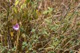 Althaea cannabina