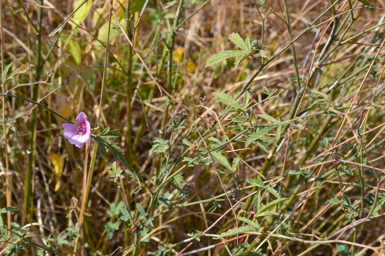 Изображение особи Althaea cannabina.