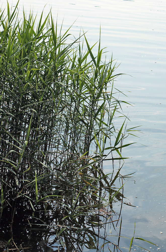 Изображение особи Phragmites australis.