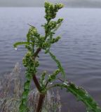 Rumex longifolius. Соцветие. Кольский полуостров, Восточный Мурман, пос. Дальние Зеленцы. 31.07.2009.