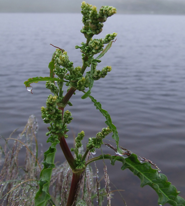 Изображение особи Rumex longifolius.