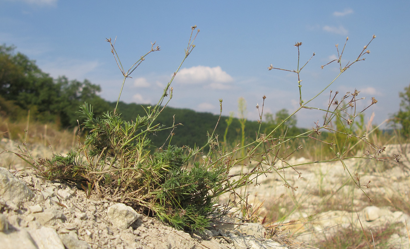 Изображение особи Asperula lipskyana.