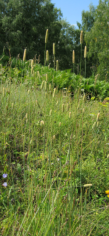 Изображение особи Phleum pratense.