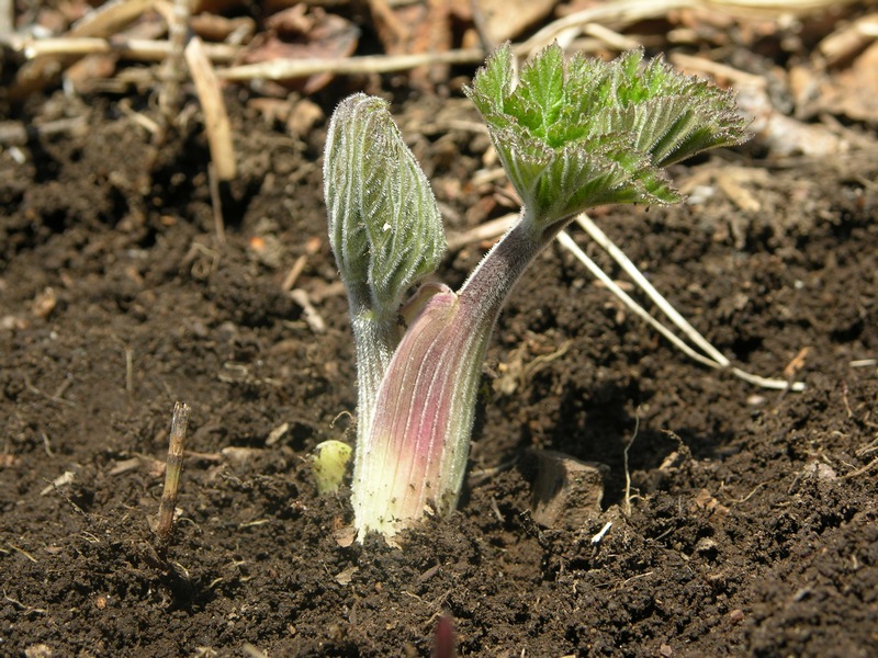 Image of Heracleum lanatum specimen.