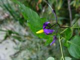 Solanum dulcamara