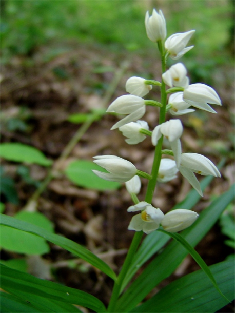 Image of Cephalanthera longifolia specimen.