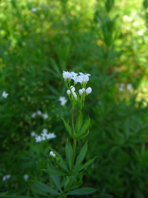 Изображение особи Galium rivale.