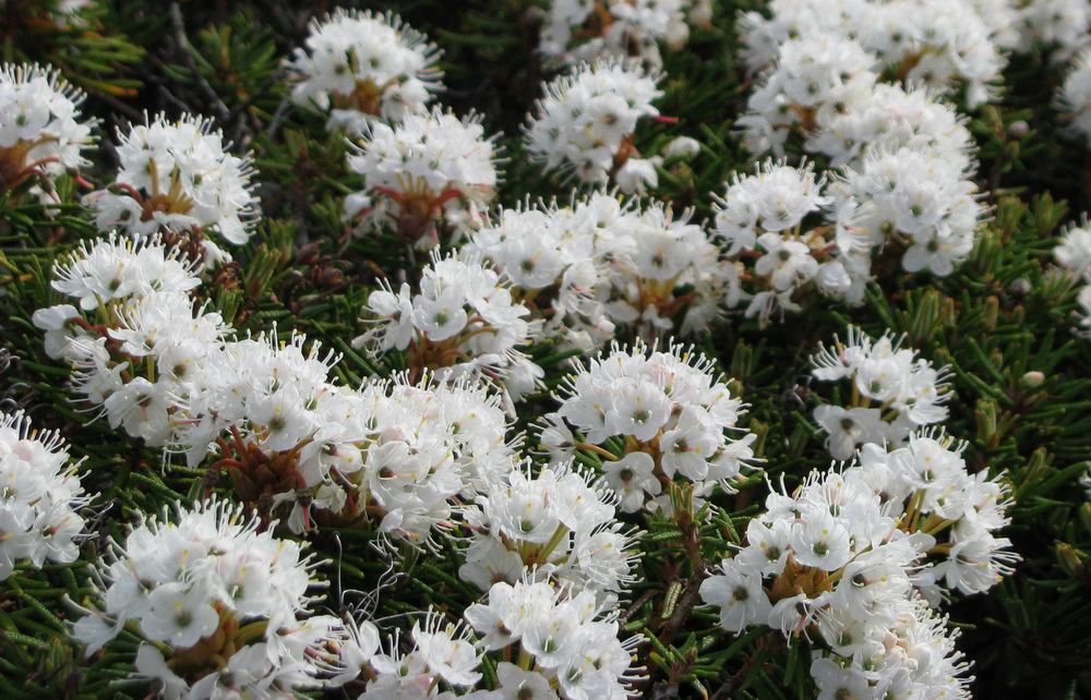 Image of Ledum palustre specimen.