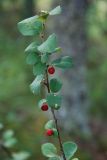 Cotoneaster mamajevii. Ветвь с плодами. Башкирия, Белорецкий р-н, окр. с. Кага, опушка хвойного леса. 16.07.2008.