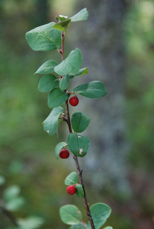 Изображение особи Cotoneaster mamajevii.