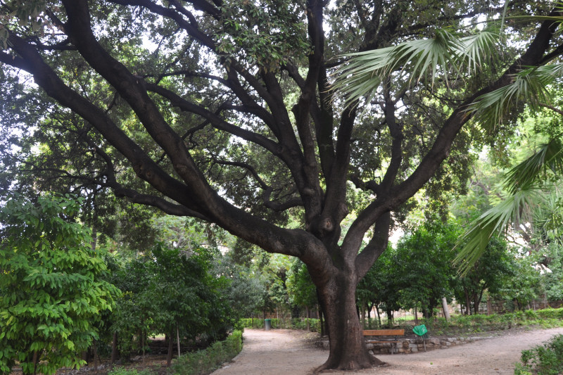 Изображение особи Quercus ilex.