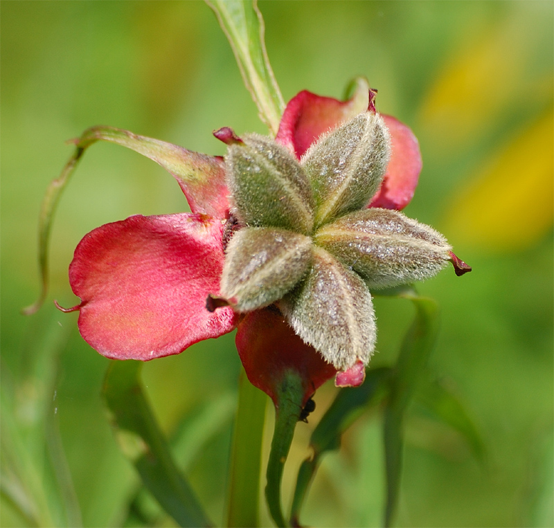 Изображение особи Paeonia anomala.