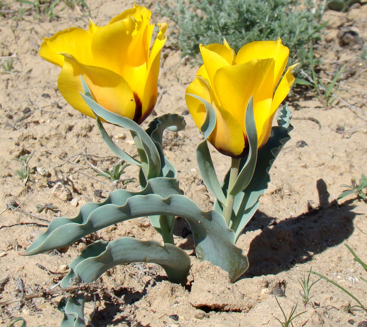 Image of Tulipa borszczowii specimen.