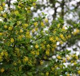 Berberis vulgaris. Верхушка цветущего растения. Санкт-Петербург, Петергоф, парк \"Александрия\", берег Финского залива. 31.05.2014.