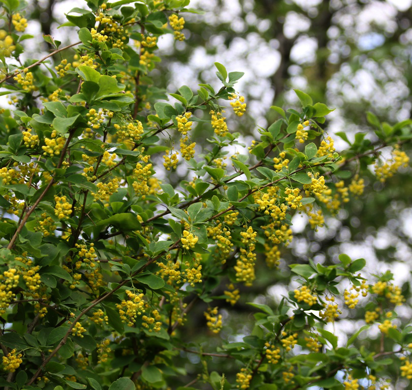 Изображение особи Berberis vulgaris.